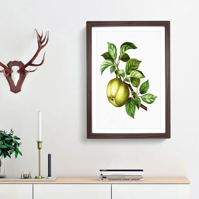 Green Apple by Pierre-Joseph Redoute - Picture Frame Painting Print East Urban Home Frame Option: Walnut Framed, Size: 36cm H x 27cm W x 2cm D on Productcaster.