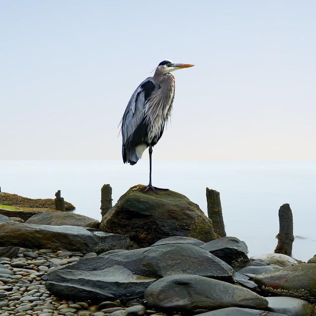 Beachscape Heron I Highland Dunes Size: 51cm H x 51cm W on Productcaster.