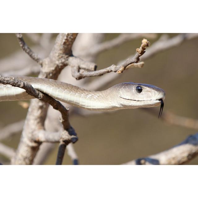 Close up of Black Mamba Snake by Through-My-Lens - Wrapped Canvas Photograph Ebern Designs Size: 51cm H x 76cm W x 3.8cm D on Productcaster.