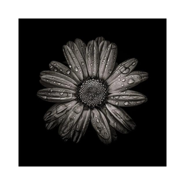 Black And White Daisy IV by Brian Carson - Wrapped Canvas Print Ebern Designs Size: 66.04cm H x 66.04cm W x 1.91cm D on Productcaster.