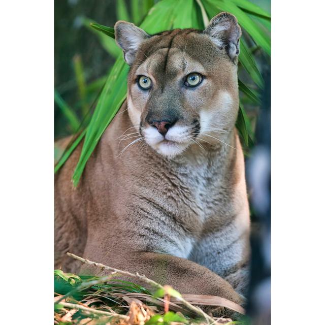 Florida Panther 4 by Fotoguy22 - Wrapped Canvas Photograph Latitude Run Size: 30cm H x 20cm W on Productcaster.