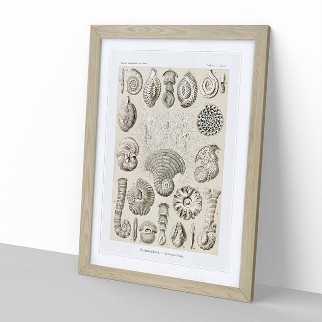 Study of Shells by Ernst Haeckel - Picture Frame Graphic Art East Urban Home Frame Option: Oak Framed, Size: 48cm H x 36cm W x 2cm D on Productcaster.