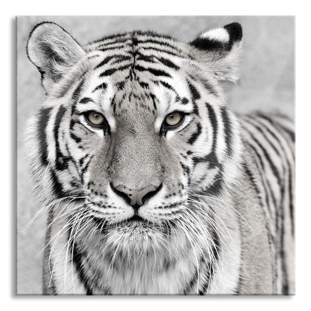 Graceful Tiger - No Frame Print on Glass Ebern Designs Size: 60cm H x 60cm W x 0.4cm D on Productcaster.