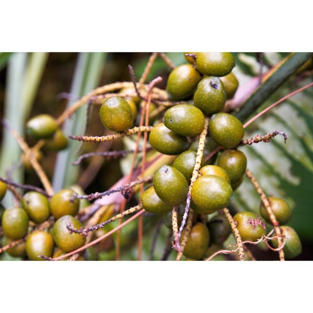 Palmetto berries Latitude Run Size: 20cm H x 30cm W on Productcaster.