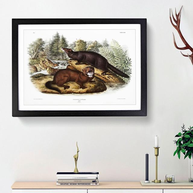 Mink by J.W. Audubon - Picture Frame Painting Print East Urban Home Size: 62cm H x 87cm W x 2cm D, Frame Option: Black Framed on Productcaster.