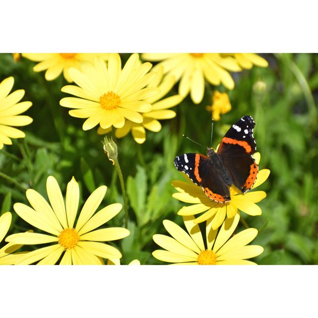 Butterfly by Gurineb - Wrapped Canvas Print Brambly Cottage Size: 61cm H x 91cm W x 3.8cm D on Productcaster.