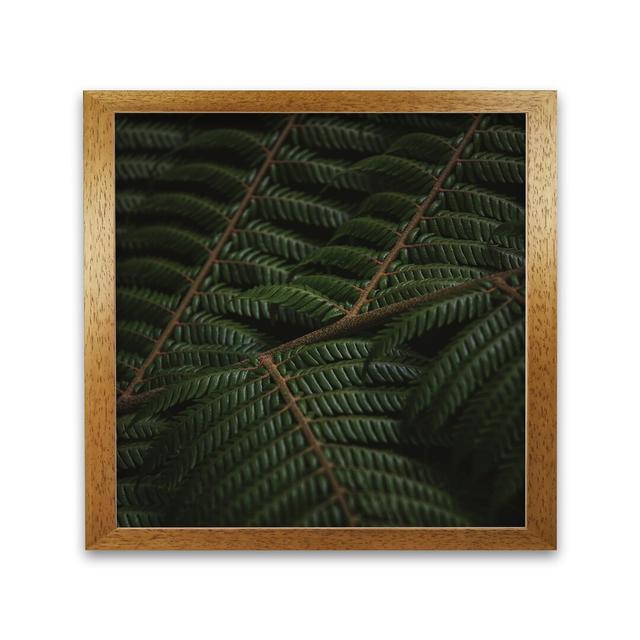 Fern 3 - Picture Frame Photograph Print on Paper Alpen Home Size: 30 cm H x 30 cm W, Frame Options: Honey Oak on Productcaster.