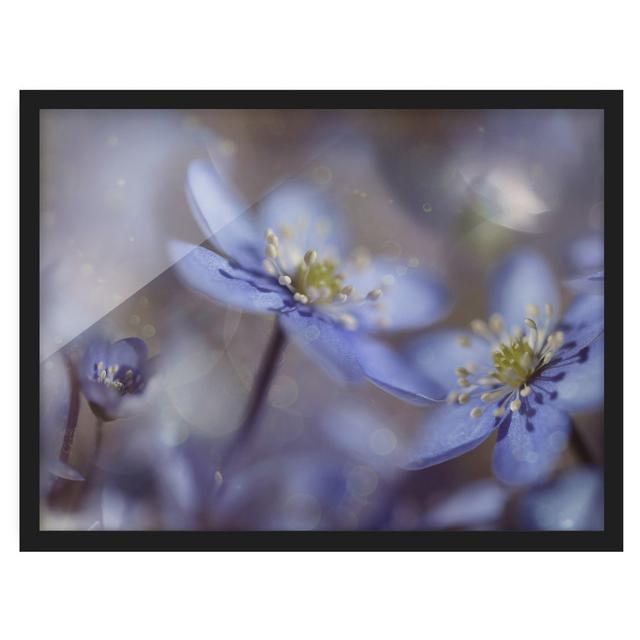 Anemones in Blue - Picture Frame Graphic Art Rosalind Wheeler Frame Option: Black Framed, Size: 40cm H x 55cm W x 2cm D on Productcaster.