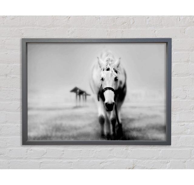 Donkey Curiosity Framed Print Gracie Oaks Size: 84.1cm H x 118.9cm W on Productcaster.