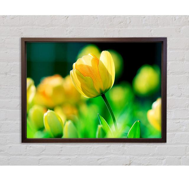 Tulip Sunlight - Single Picture Frame Art Prints on Canvas Bright Star Size: 100cm H x 141.4cm W x 3.3cm D on Productcaster.