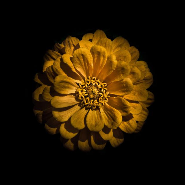 Yellow Zinnia by Brian Carson - Wrapped Canvas Art Prints Latitude Run Size: 30cm H x 30cm W on Productcaster.