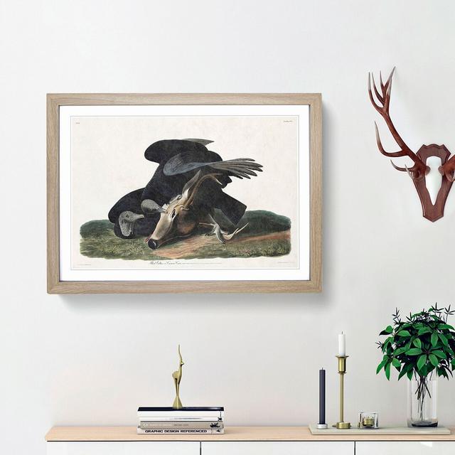 Black Vultures by John James Audubon - Picture Frame Art Print East Urban Home Size: 36cm H x 48cm W x 2cm D, Frame Option: Oak Framed on Productcaster.