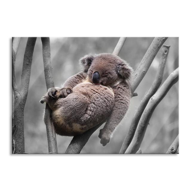 Sleeping Koala in a Forked Branch - Unframed Photograph on Glass Union Rustic Size: 60cm H x 80cm W x 0.4cm D on Productcaster.