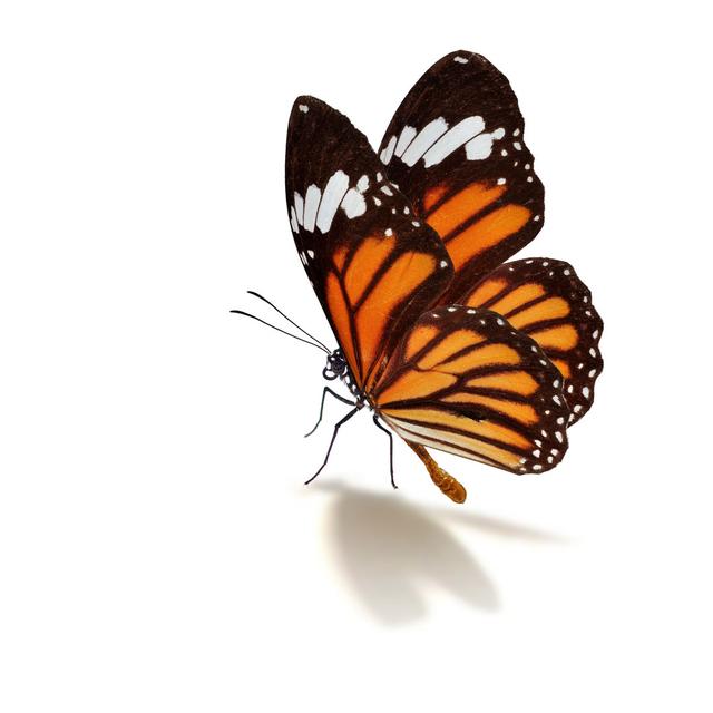 Ihlen Monarch Butterfly by Thawats - Wrapped Canvas Photograph Brambly Cottage Size: 122cm H x 122cm W x 3.8cm D on Productcaster.