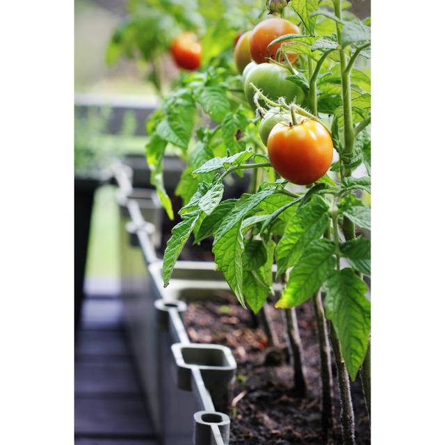 Vegetable Garden on a Terrace in Contatiners - Wrapped Canvas Photograph 17 Stories Size: 122cm H x 81cm W x 3.8cm D on Productcaster.