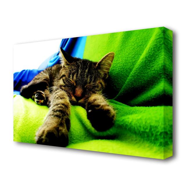 Its a Cats Life Wildlife - Wrapped Canvas Photograph Print East Urban Home Size: 66 cm H x 101.6 cm W on Productcaster.