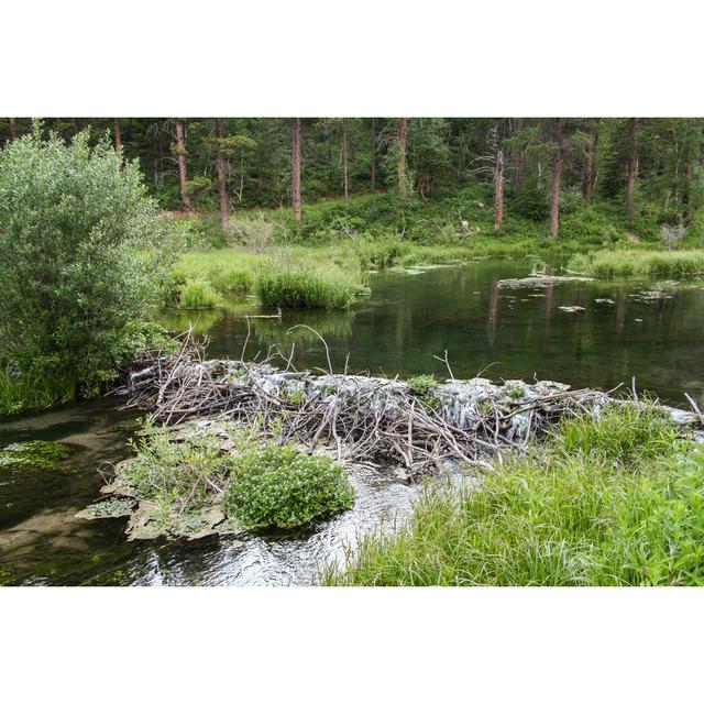 Beaver Dam by Sstevens3 - Wrapped Canvas Photograph Union Rustic Size: 81cm H x 122cm W x 3.8cm D on Productcaster.