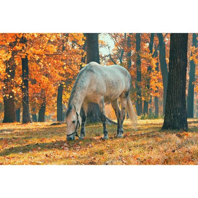 Horse Grazing in the Forest Under Trees with Yellow and Red Leaves Fall Season Theme - Wrapped Canvas Photograph Gracie Oaks Size: 51cm H x 76cm W on Productcaster.