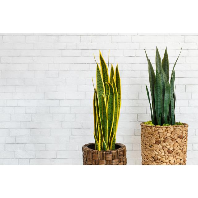 Sansevieria Trifasciata in Pots over White Brick Wall - Wrapped Canvas Photograph Ebern Designs Size: 51cm H x 76cm W on Productcaster.