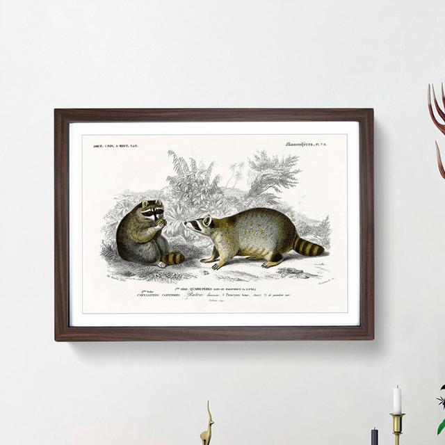 Raccoon Illustration by Charles D'Orbigny - Picture Frame Painting Print East Urban Home Frame Option: Walnut Framed, Size: 36cm H x 48cm W x 2cm D on Productcaster.