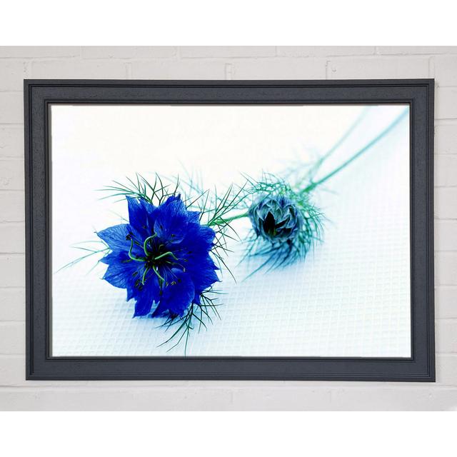 Blue Passion - Single Picture Frame Art Prints Ebern Designs Size: 29.7cm H x 42cm W on Productcaster.