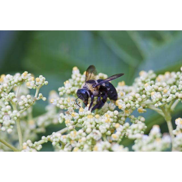 Avidan Bee With Flora - Wrapped Canvas Print Brambly Cottage Size: 30cm H x 46cm W x 3.8cm D on Productcaster.