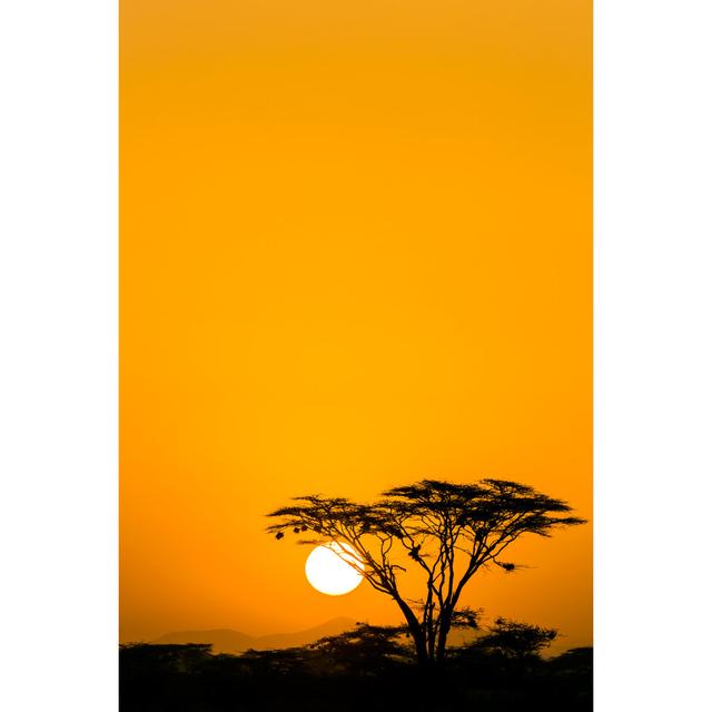 Acacia Trees At Dramatic Sunrise by 1001slide - Print Latitude Run Size: 91cm x 61cm W on Productcaster.