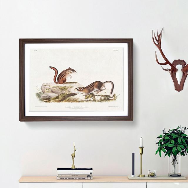 Ground Squirrels by J.W. Audubon - Picture Frame Painting Print East Urban Home Frame Option: Walnut Framed, Size: 48cm H x 65cm W x 2cm D on Productcaster.