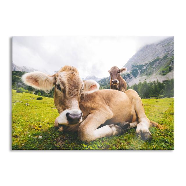 Alpine Cow in the Mountains - Unframed Photograph on Glass August Grove Size: 60cm H x 80cm W x 0.4cm D on Productcaster.