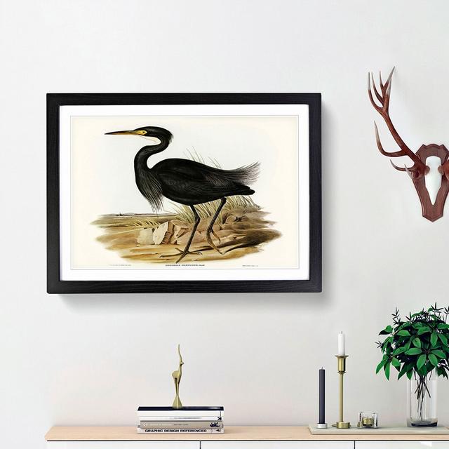 Sombre Egret by Elizabeth Gould - Picture Frame Painting Print East Urban Home Frame Option: Black Framed, Size: 36cm H x 48cm W x 2cm D on Productcaster.