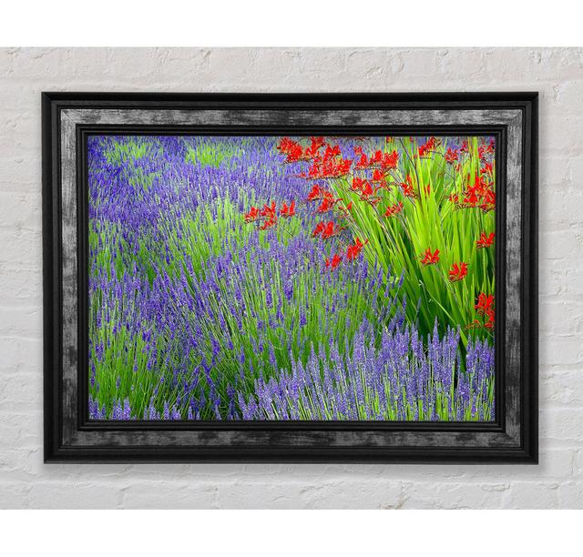 Lavender And Crocosmia - Single Picture Frame Art Prints Bright Star Size: 21cm H x 42cm W x 8cm D on Productcaster.