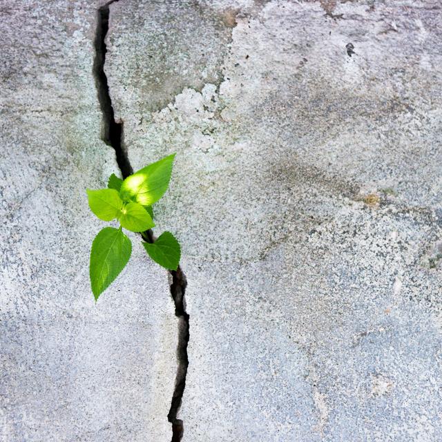 Plant Growing In A Concrete Wall by Baona - No Frame Art Prints on Canvas 17 Stories Size: 40cm H x 40cm W on Productcaster.