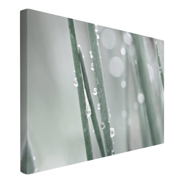 Macro Shot of Water Pearls on the Grass by Monika Strigel - Wrapped Canvas Photograph Ebern Designs Size: 80cm H x 120cm W on Productcaster.