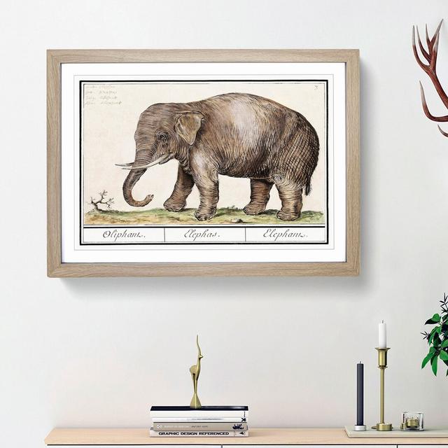 Asian Elephant by A.B. De Boodt - Picture Frame Painting Print on MDF East Urban Home Size: 62cm H x 87cm W x 2cm D, Frame Option: Oak Framed on Productcaster.