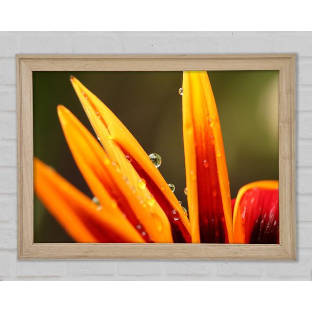 Water Droplets On A Yellow Flower - Single Picture Frame Art Prints Ebern Designs Size: 29.7cm H x 42cm W x 1.5cm D on Productcaster.