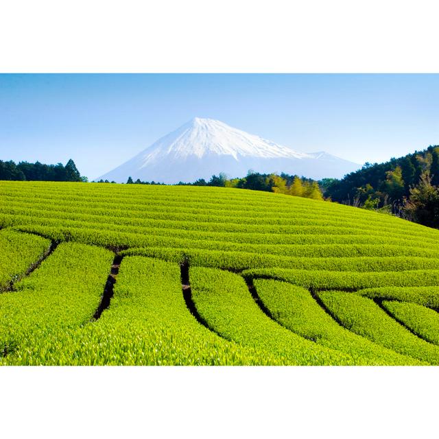 Green Tea Fields by Rssfhs - Wrapped Canvas Photograph 17 Stories Size: 20cm H x 30cm W on Productcaster.