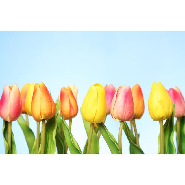 Tulips by Sadeugra - Wrapped Canvas Art Prints 17 Stories Size: 20cm H x 30cm W on Productcaster.