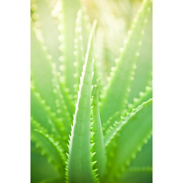 Close-Up Detail Of Aloe Leaves With Sunbeam by Pawel.gaul - Print 17 Stories Größe: 122 cm H x 81 cm B on Productcaster.