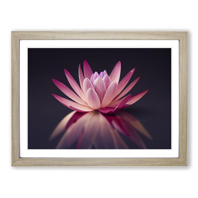 Captivating Water Lily Flower - Picture Frame Graphic Art Latitude Run Size: 25cm H x 34cm W x 2cm D, Format: Oak on Productcaster.