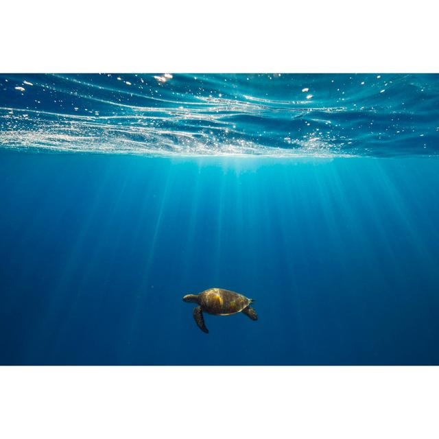 Green Sea Turtle Swimming In Light Rays Just Below The Surface Of The Ocean by Philip Thurston - No Frame Art Prints on Canvas 17 Stories Size: 81cm H on Productcaster.