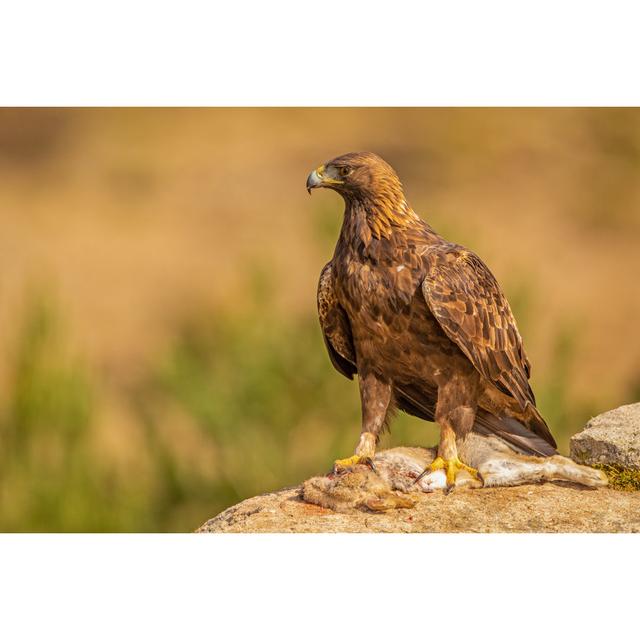 A Golden Eagle Perched on a Rock with a Killed Rabbit As Prey by Wim Hoek - Wrapped Canvas Photograph Union Rustic Size: 20.32cm H x 30.48cm W on Productcaster.