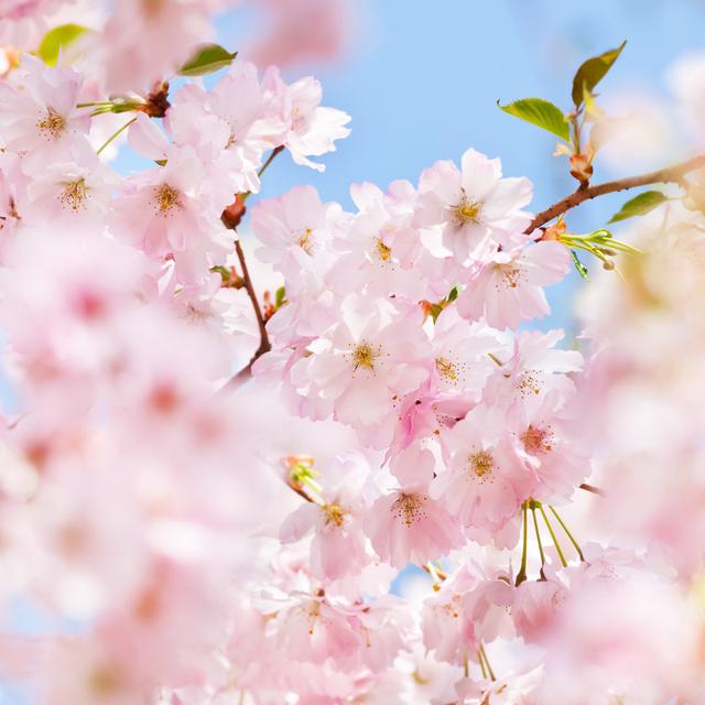 Cherry Blossom by TommL - No Frame Print on Canvas Latitude Run Size: 51cm H x 51cm W on Productcaster.