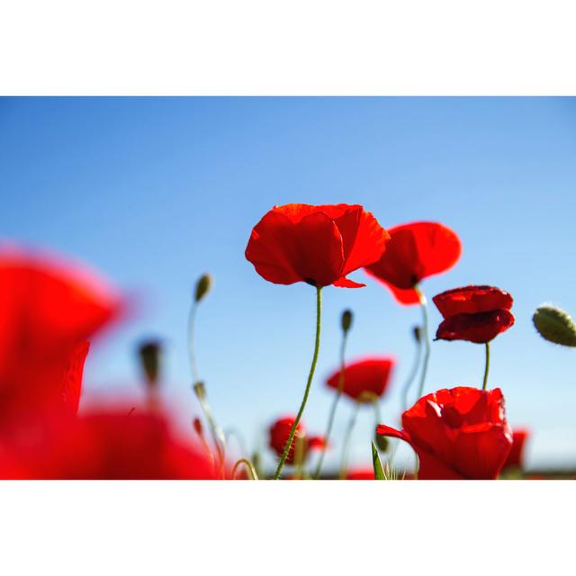 Red Poppies Agains Blue Sky by Jessicahyde - Wrapped Canvas Photograph Ebern Designs Size: 61cm H x 91cm W x 3.8cm D on Productcaster.