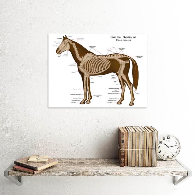 Animals Skeleton Bones Horse Anatomy Art Print Poster Wall Decor Happy Larry on Productcaster.