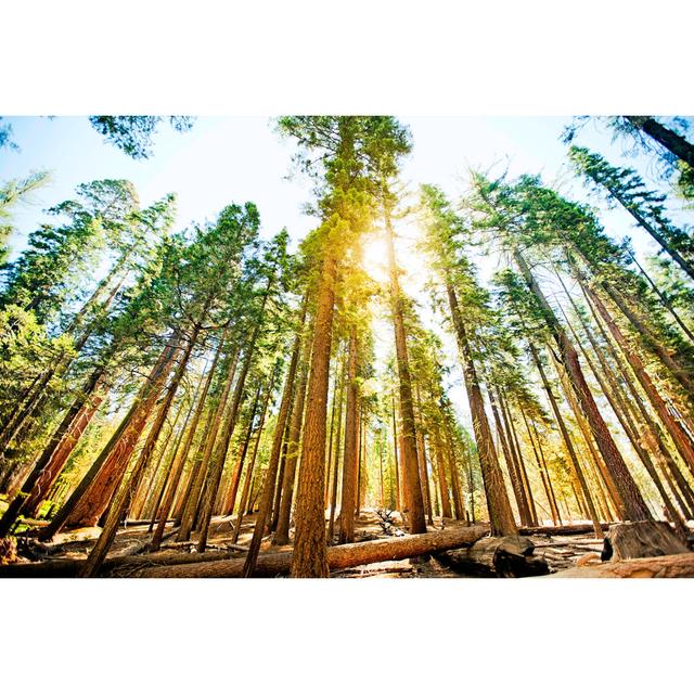 Mariposa Grove Trees - Wrapped Canvas Art Prints Alpen Home Size: 30cm H x 46cm W x 3.8cm D on Productcaster.