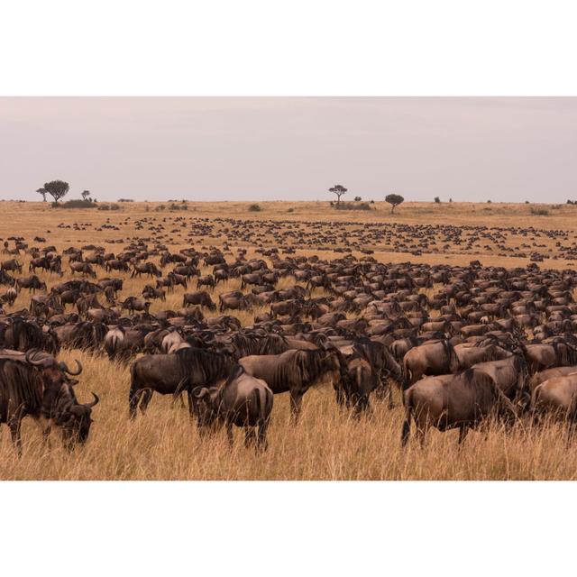 Wildebeests Of Masai Mara Alpen Home Size: 30cm H x 46cm W 3.8cm D on Productcaster.