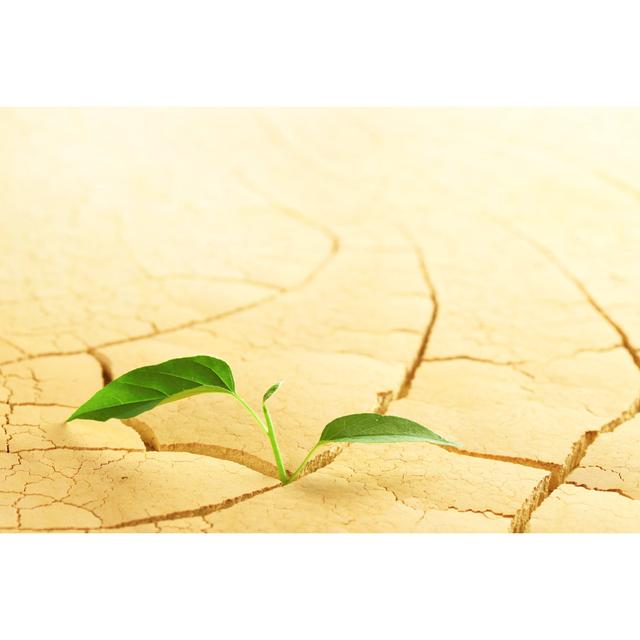 Plant Sprouting by Silverv - Wrapped Canvas Photograph Marlow Home Co. Size: 30cm H x 46cm W on Productcaster.