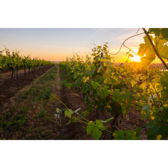 Hunter Valley Vineyard by Sean Barlow - Wrapped Canvas Photograph Brambly Cottage Size: 81cm H x 122cm W on Productcaster.