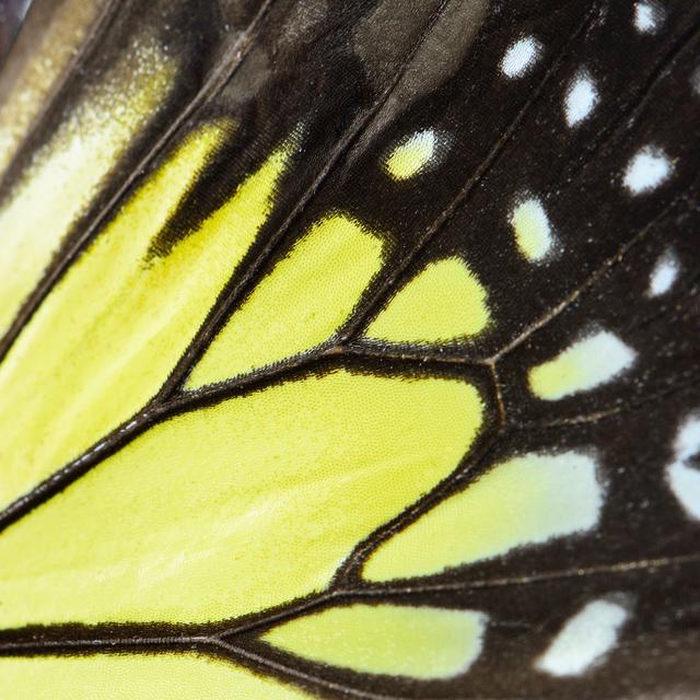 Bacquet Yellow Butterfly Wing by PanuRuangjan - Wrapped Canvas Photograph Latitude Run Size: 91cm H x 91cm W x 3.8cm D on Productcaster.