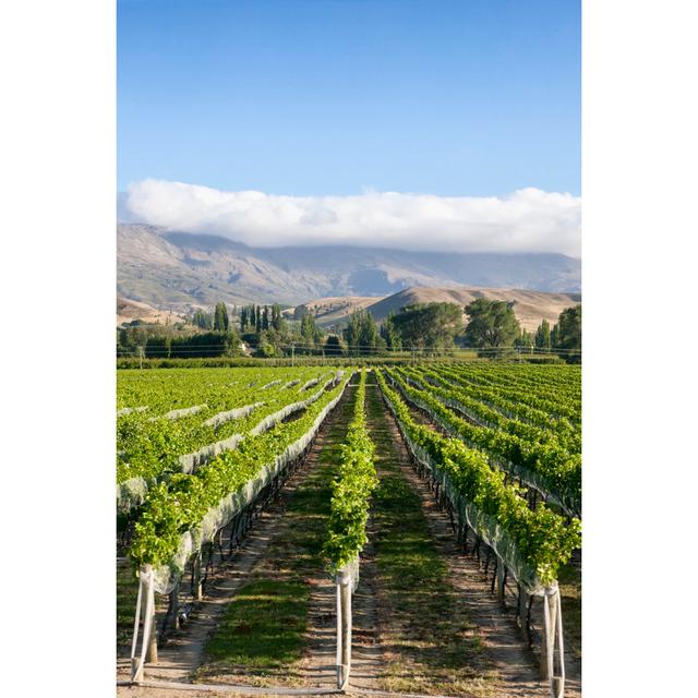 Vineyard In The Southern Alps by Powerofforever - No Frame Art Prints on Canvas Brambly Cottage Size: 46cm H x 30cm W on Productcaster.